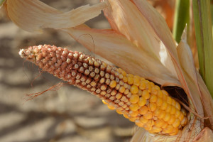 Sposoby na stres wodny kukurydzy