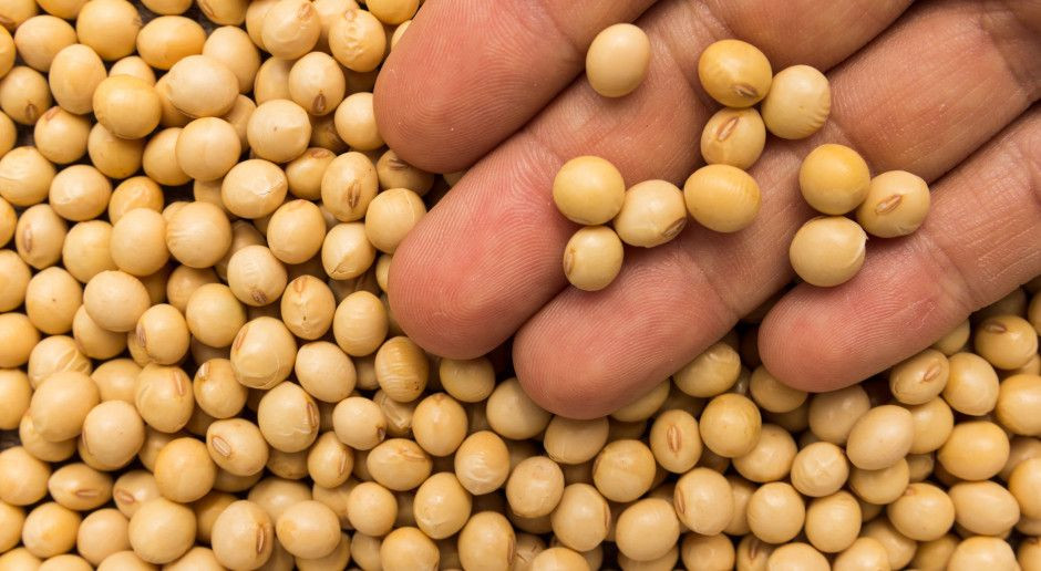 Pasze GMO dozwolone do stosowania przez kolejne dwa lata