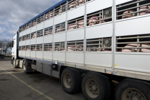 Wysoki import wieprzowiny i prosiąt – tak dzisiaj wygląda krajowa branża produkcji świń