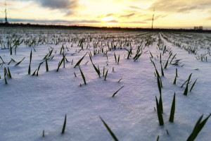 Czy oziminom grozi porażenie pleśnią śniegową?