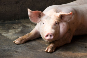 Litwa sprawdzi sprowadzane z Polski świnie i wieprzowinę