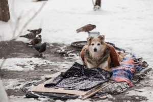 Przyrodnicy: w Polsce żyją dziesiątki tysięcy zdziczałych psów; powodują szkody