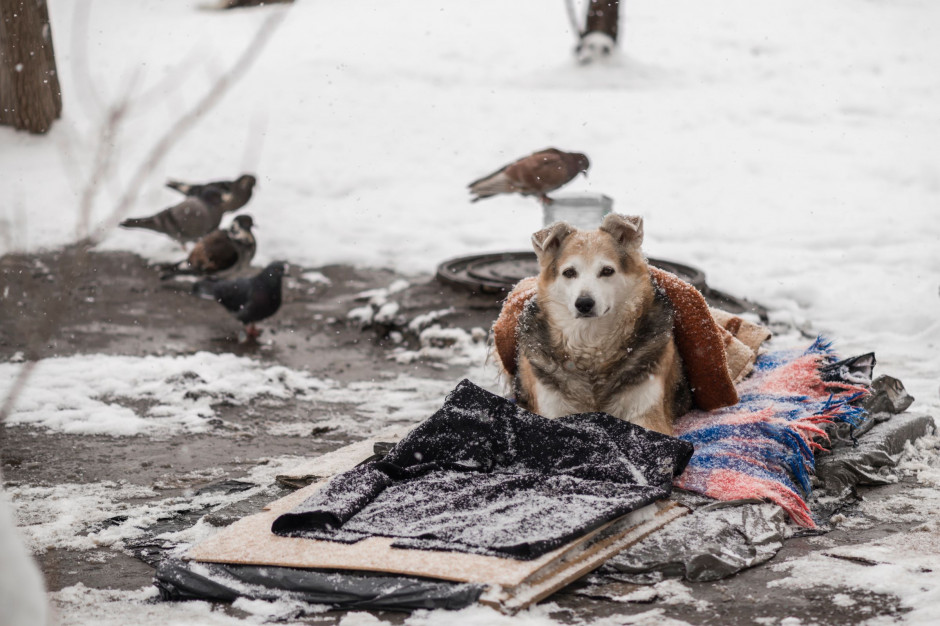 Według Krajowej Organizacji Węgierskich Obrońców Zwierząt (MAOSZ) na Węgrzech żyje kilkadziesiąt tysięcy bezdomnych psów, fot. Shutterstock