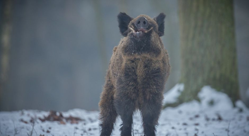 fot. Shutterstock Plan odstrzału dzików popierany przez KE