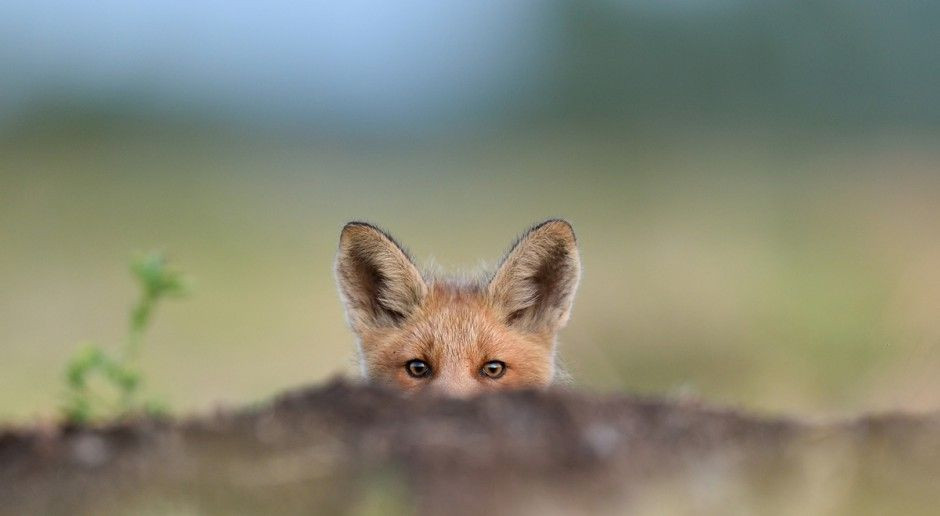 fot. Shutterstock W Lasach Tynieckich powstanie ośrodek dla dzikich zwierząt