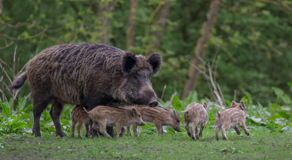 fot. Shutterstock Biodetektor wykryje wirusa ASF?