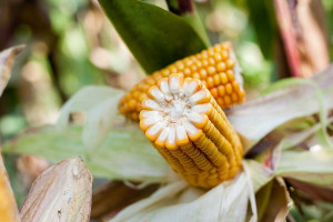 Kukurydza ziarnowa – polecane w tym roku odmiany