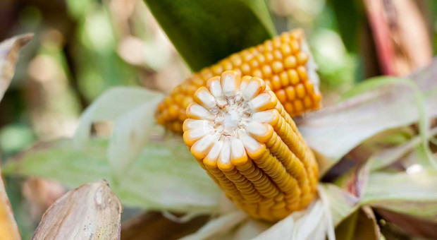 Kukurydza ziarnowa – polecane w tym roku odmiany