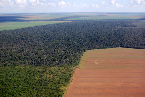 Brazylia: Rząd Bolsonaro udostępni plantatorom chronione obszary puszczy amazońskiej