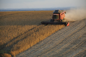 IGC: Prognoza niższej światowej produkcji soi