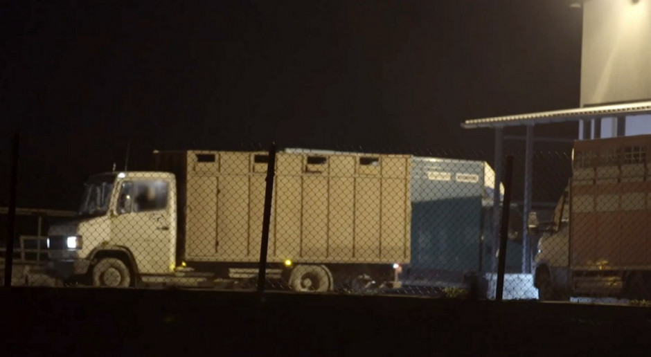 Transport chorego bydła odbywał się pod osłoną nocy,fot. tvn24 (screen) Handel chorym bydłem – nadużycia w ubojni na Mazowszu