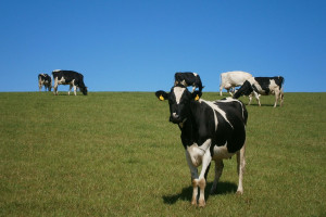Dania: Pogłowie bydła spadło prawie o połowę
