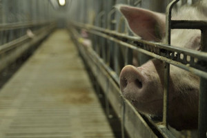 Polska przywróciła import litewskich świń