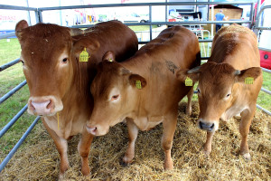 W 2021 r. przewiduje się niższą podaż bydła i wyższy popyt na wołowinę