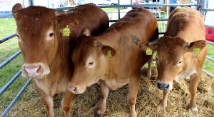 W 2021 r. przewiduje się niższą podaż bydła i wyższy popyt na wołowinę