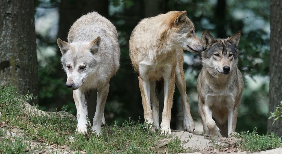 Rolnik z Mazur ponosi straty i czuje się zagrożony z powodu wilków foto: pixabay Wilki na podwórzu, a rolnicy bezbronni