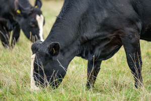 Potwierdzono przypadek atypowego BSE u krowy w Polsce