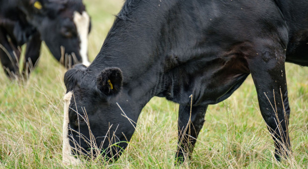 Potwierdzono przypadek atypowego BSE u krowy w Polsce