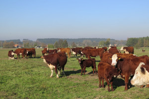 600 mln zł straty hodowców i utrata wizerunku polskiej wołowiny