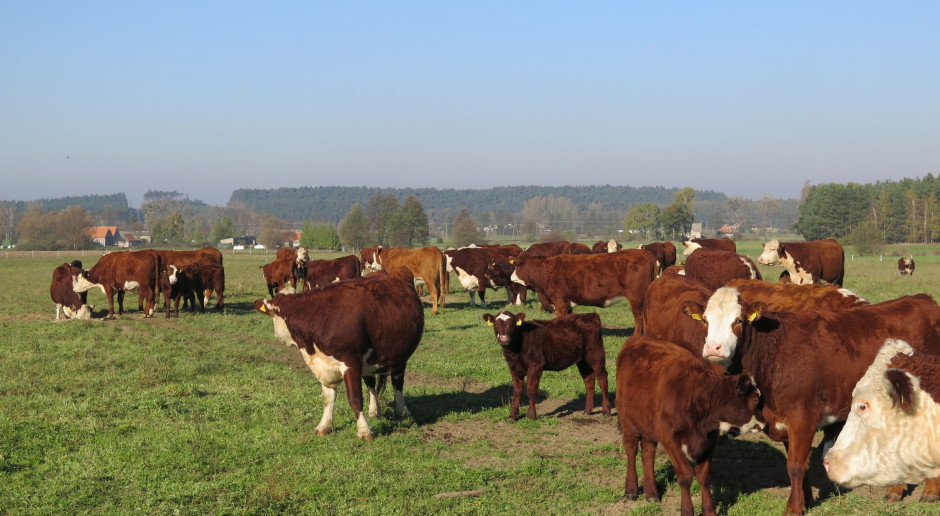 fot. I.Dyba 600 mln zł straty hodowców i utrata wizerunku polskiej wołowiny