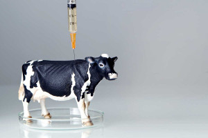 Problem antybiotykooporności w hodowli bydła mlecznego