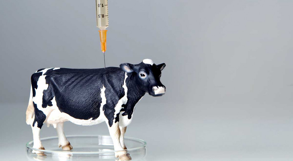 Fot. Shutterstock Problem antybiotykooporności w hodowli bydła mlecznego