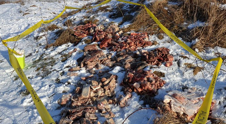 Policja szuka właściciela mięsa wyrzuconego na polu w Lubiążu foto: Policja Kto wyrzucił mięso na polu?