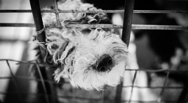 Korea Południowa: 200 psów uratowanych przed zjedzeniem