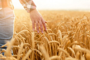Delikatne spadki cen zbóż – magazyny pełne 