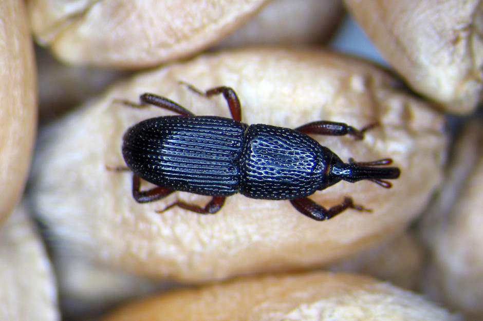 Wołek zbożowy jest chrząszczem o długości 2-5 mm, barwy jasnobrązowej lub czarnej z charakterystyczną głową wydłużoną w ryjek, fot. P. Olejarski