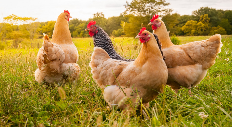 fot. Shutterstock Rolnikowi drobiu na targu sprzedawać nie wolno