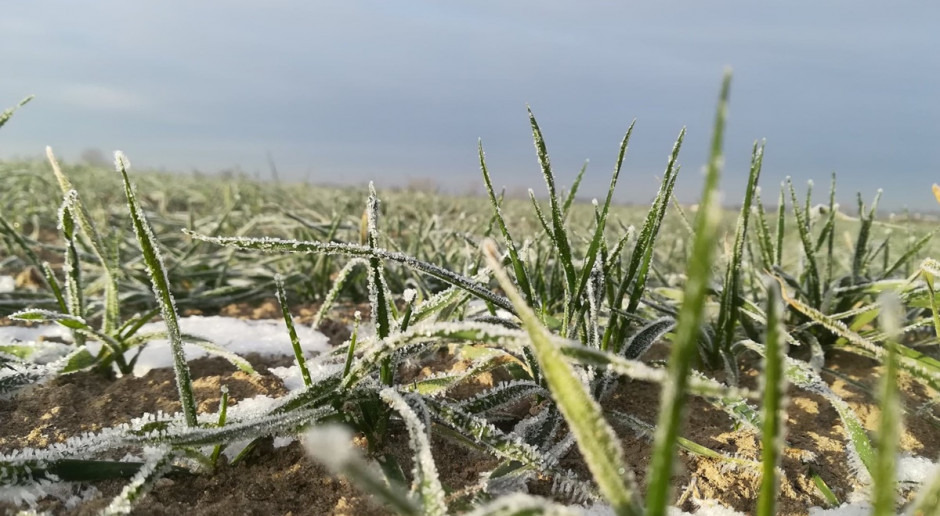 fot. farmer.pl IMGW: przymrozki prawie w całej Polsce
