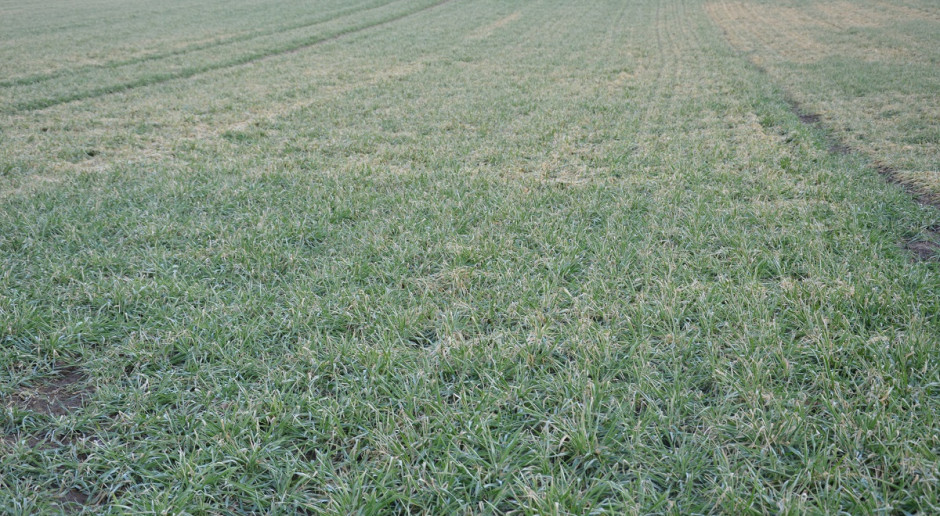 Fot. farmer.pl PZU: rolnicy korzystający z ubezpieczenia dla upraw ozimych mogą dostać dofinansowanie do 65 proc. składki