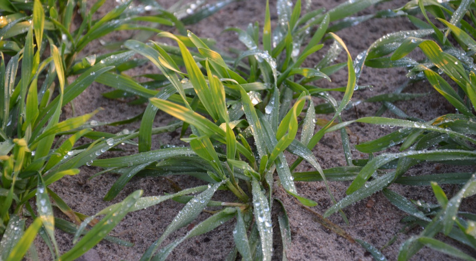 Jakie odmiany pszenżyta wybrać? fot. farmer.pl LOZ pszenżyta ozimego 2020
