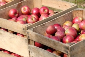 CBA sprawdza interwencyjny skup jabłek