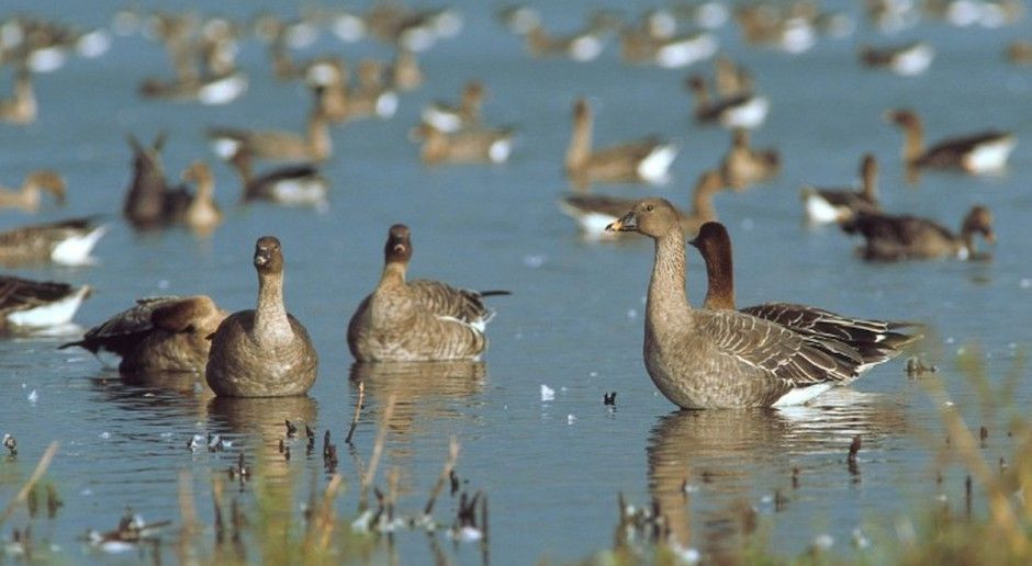 Rozpoczęła się wiosenna migracja gęsi i innych ptaków