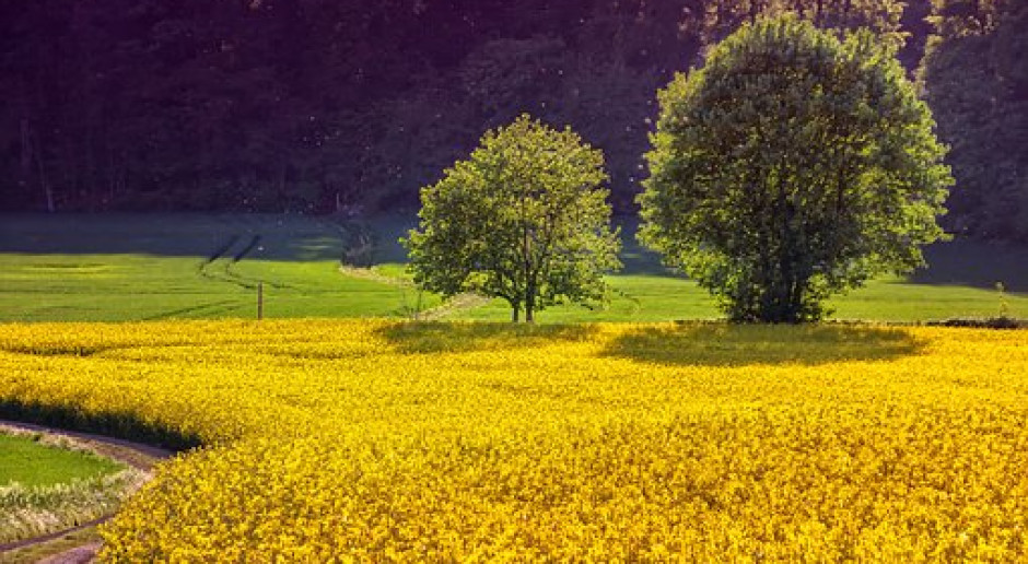 fot. Pixabay Pola nie interesują Lasów Państwowych