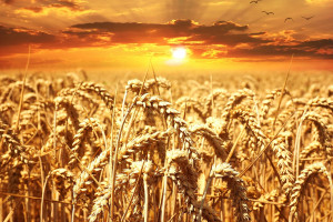 IGC: Prognoza spadku światowej produkcji zbóż 