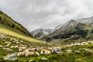 IERiGŻ: 2018 - trudny rok dla producentów owiec w UE