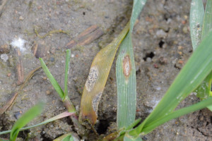 Objawy i próg szkodliwości septoriozy paskowanej liści pszenicy