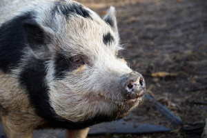 Można występować o rekompensatę za nieutrzymywanie świń w związku z ASF