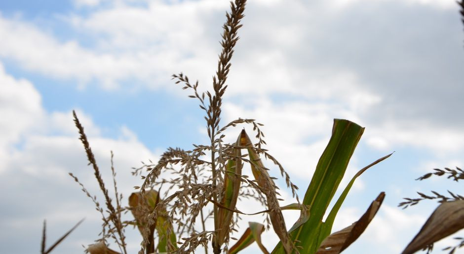 Zmiany wartości klimatycznego bilansu wodnego z punktu widzenia kukurydzy 