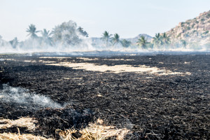 ARiMR za uporczywe wypalanie traw rolnik może stracić dopłaty