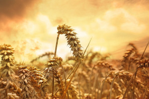 Rosja: Ministerstwo rolnictwa przewiduje większe zbiory pszenicy niż przed rokiem 