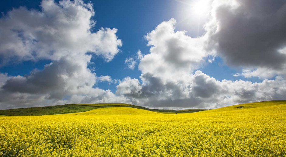 Fot. Shutterstock Żywienie świń: Przyszłość tkwi w rzepaku