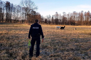 Policja tropiła alpaki „na gigancie”