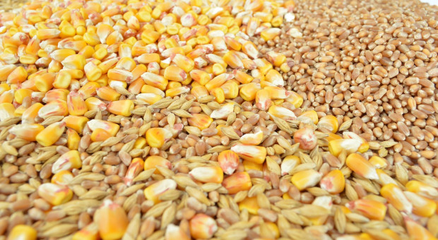 USDA: Mniejsza prognoza światowej produkcji pszenicy