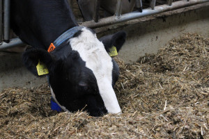 Tłuszcze paszowe w żywieniu krów mlecznych zwiększą koncentrację energii