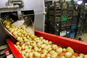 Niemcy: spodziewane umiarkowane zbiory ziemniaków