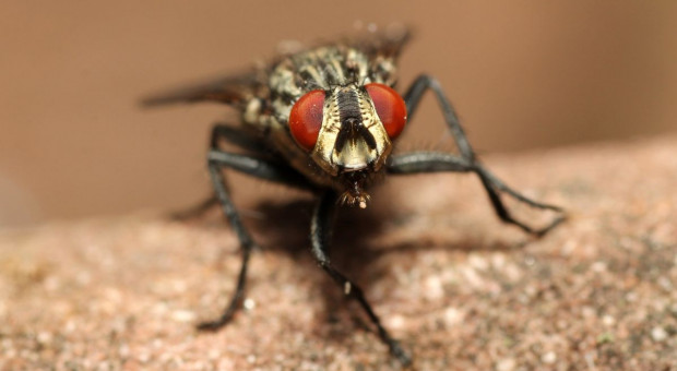 Ostatni dzwonek na zwalczanie populacji much w chlewni